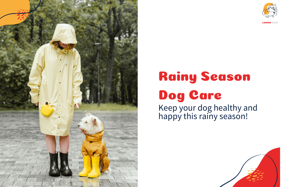 Tips to protect dogs during the rainy season, including preventing ticks, skin infections, and diarrhea. Ensure your pet’s safety with proper care and grooming.-LUMINA