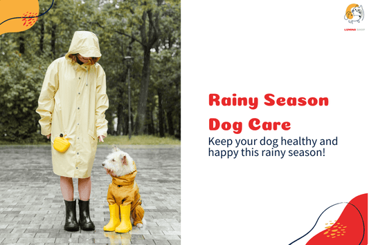 Tips to protect dogs during the rainy season, including preventing ticks, skin infections, and diarrhea. Ensure your pet’s safety with proper care and grooming.-LUMINA