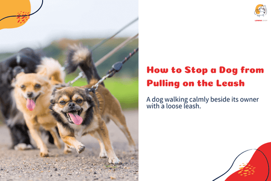 A well-trained dog walking calmly on a loose leash beside its owner-LUMINA