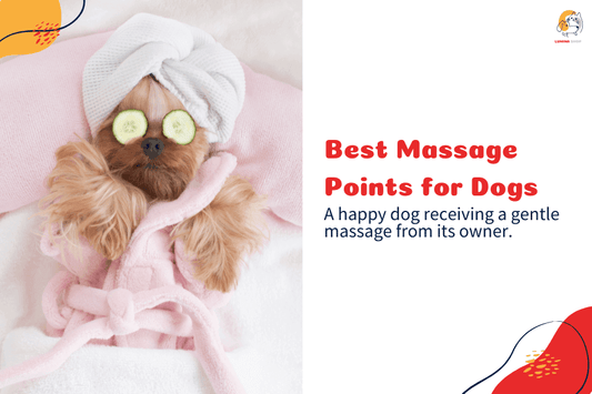 A happy dog enjoying a gentle massage from its owner, promoting relaxation-LUMINA