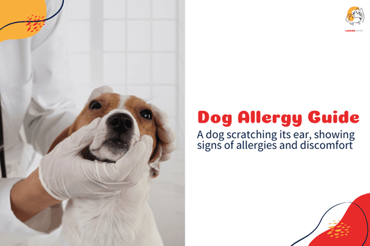 A dog scratching its ear, showing signs of allergies and skin irritation-LUMINA
