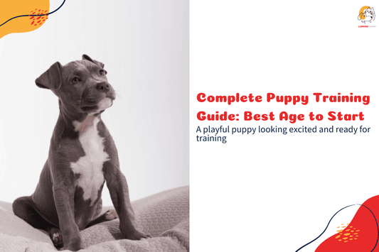 A young puppy sitting attentively, ready to start obedience training with its owner-LUMINA