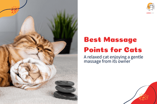 A relaxed cat enjoying a gentle massage from its owner, promoting comfort and relaxation-LUMINA