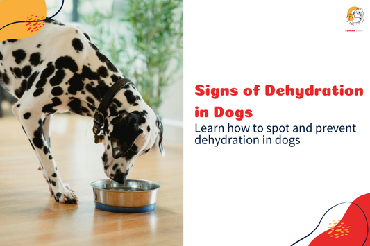 A thirsty dog drinking water from a bowl to prevent dehydration-LUMINA