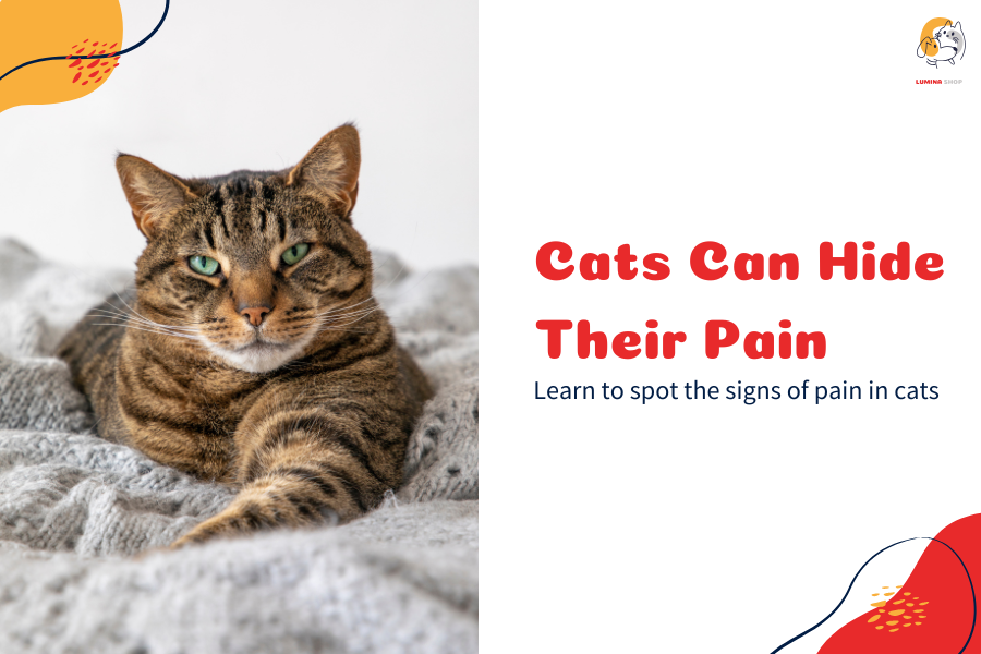 A worried cat lying down, showing signs of pain and discomfort-LUMINA