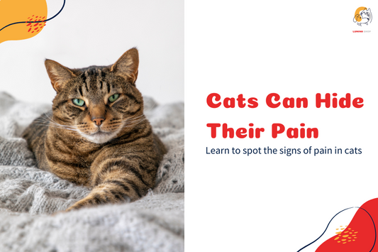 A worried cat lying down, showing signs of pain and discomfort-LUMINA