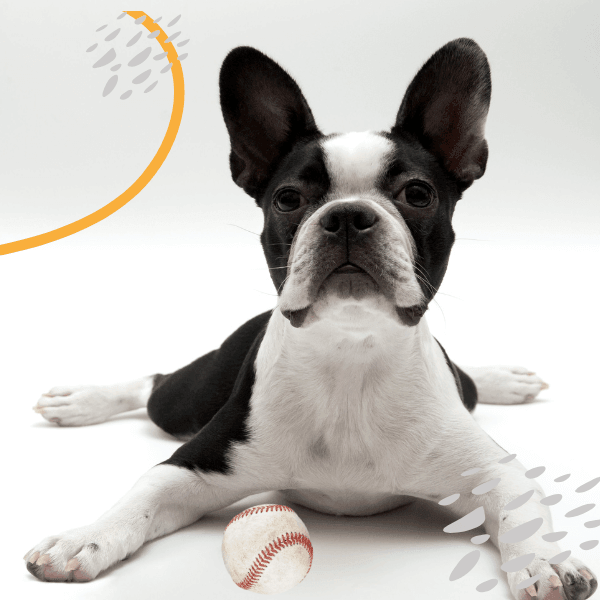Pet Interactive Toys
