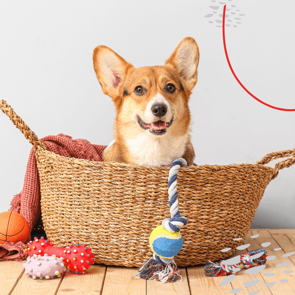 Pet Chewy Toys