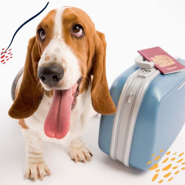 pet travel accessories, pet backpack, dog leash, cat leash, cat bag, pet carrier