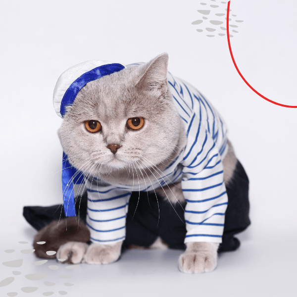 cat outfit cat hoodie cat dress cat coat cat dress
