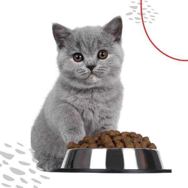 Cats and Dogs Food Accessories, pet licking mat, cat food accessory