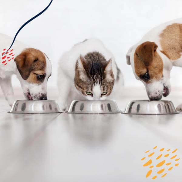 pet feeding accessory, dog licking mat, cat puzzle treat toy