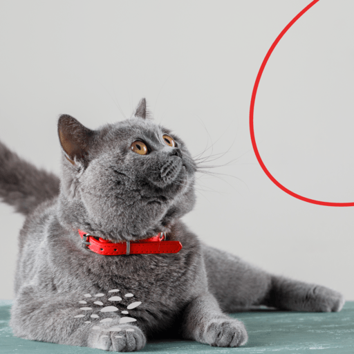 Pet toys collection featuring interactive, chew, and puzzle toys for dogs and cats. Perfect for indoor and outdoor playtime, ensuring pet entertainment and joy- LUMINA