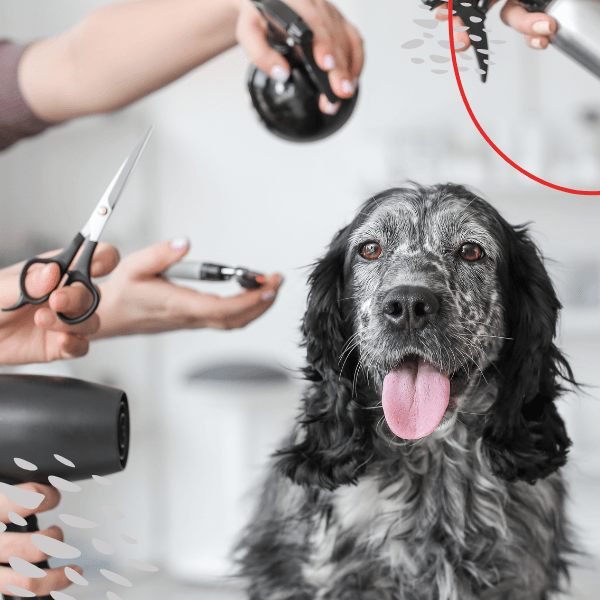 pet nail and hair care, cat grooming , dog brush, pet drying cover, pet nail cliper