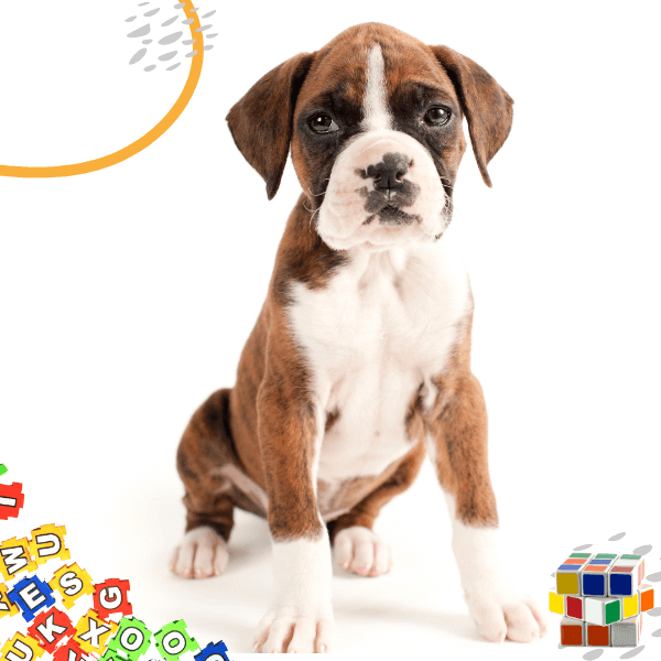 pet puzzle toy, cat and dog puzzle toy, pet play mat, smart cat toy