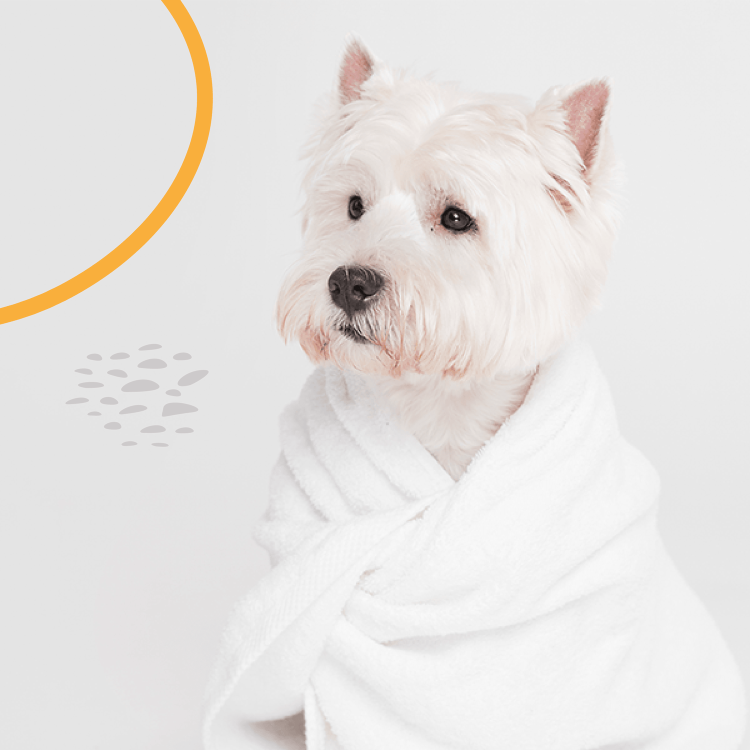 "Pet grooming collection featuring brushes, shampoos, conditioners, nail clippers, and more. Essential supplies for dog and cat grooming and hygiene." - LUMINA