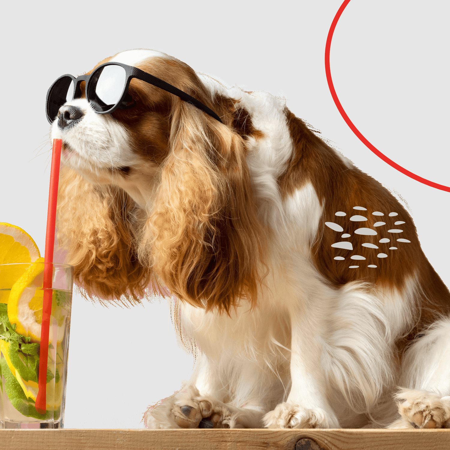 Pet accessories collection featuring collars, leashes, beds, grooming tools, carriers, and more. Stylish and durable items for comprehensive pet care and hygiene- LUMINA