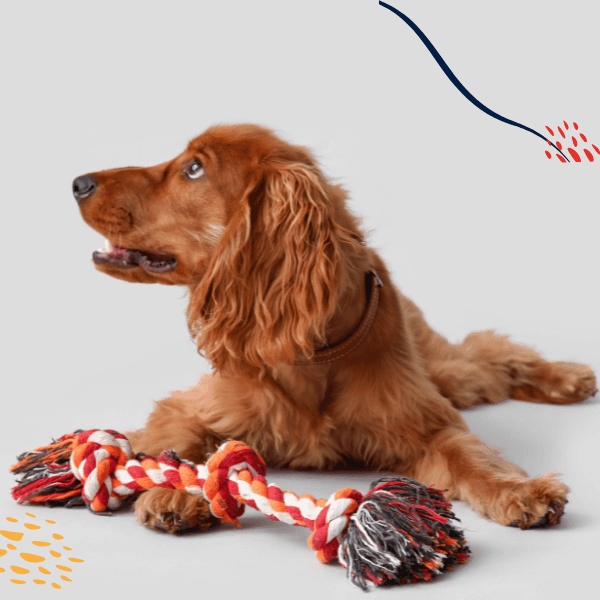 pet safety accessory, pet leash, dog leash, cat leash, pet carrier