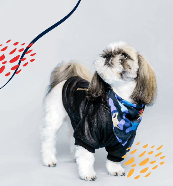 Pet clothing dresses collection featuring stylish and comfortable dresses for dogs and cats. Essential pet apparel for fashionable and comfortable pet wear. - LUMINA