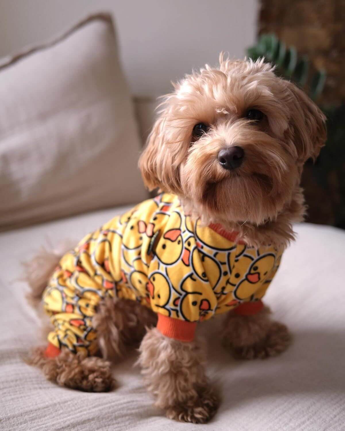 furry friend cozy